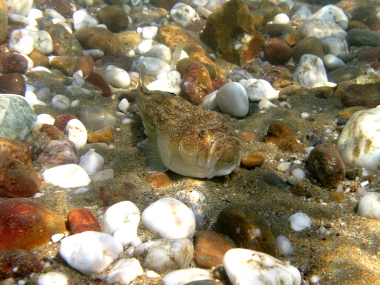 Uranoscopus scaber (Pesce prete)